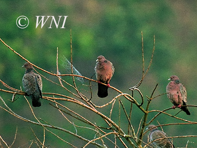 Picazuro Pigeon (Patagioenas picazuro)